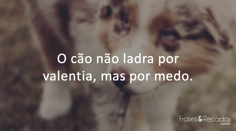 O cão não ladra por valentia, mas por medo.